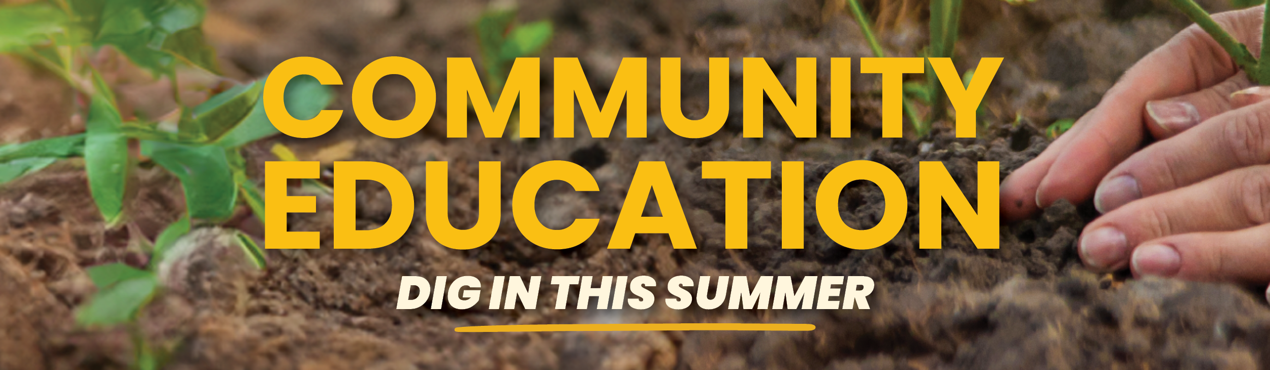 CWD Summer 2025 email graphic